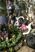 上小松小学校　学校花壇づくりの写真