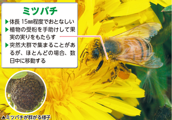 ミツバチ