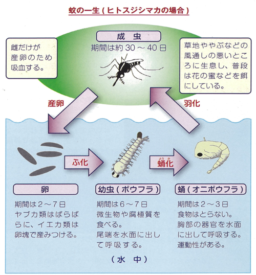 蚊の一生