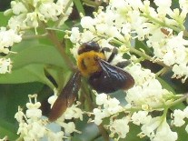 クマバチの写真