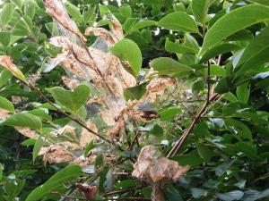 アメリカシロヒトリに食害された柿の木の写真