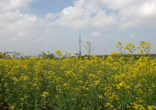 菜の花とほりきりんとスカイツリー