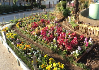 青戸平和公園公園の花壇の写真