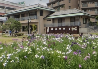 静観亭と花菖蒲(令和元年6月撮影)