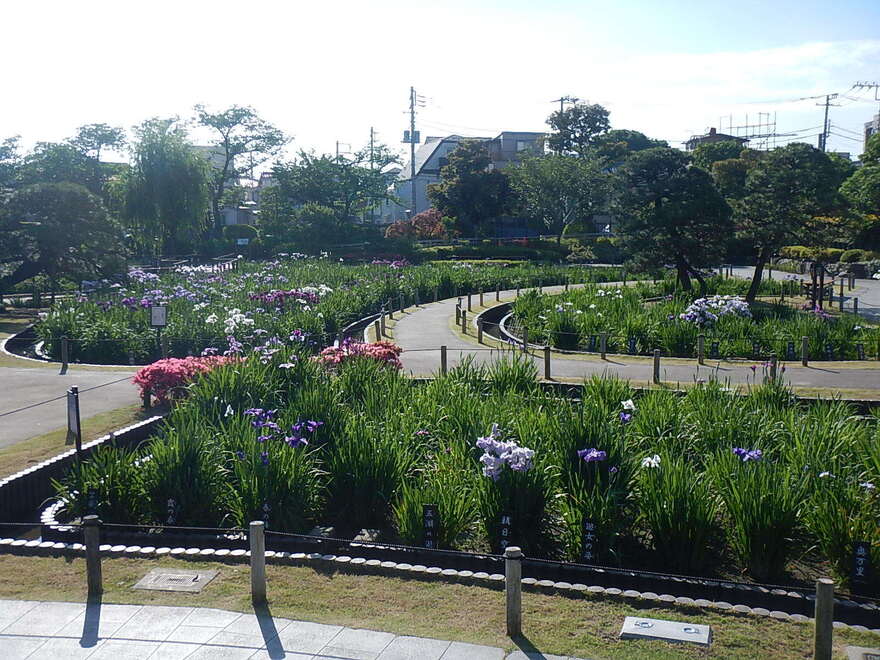 5月25日開花状況