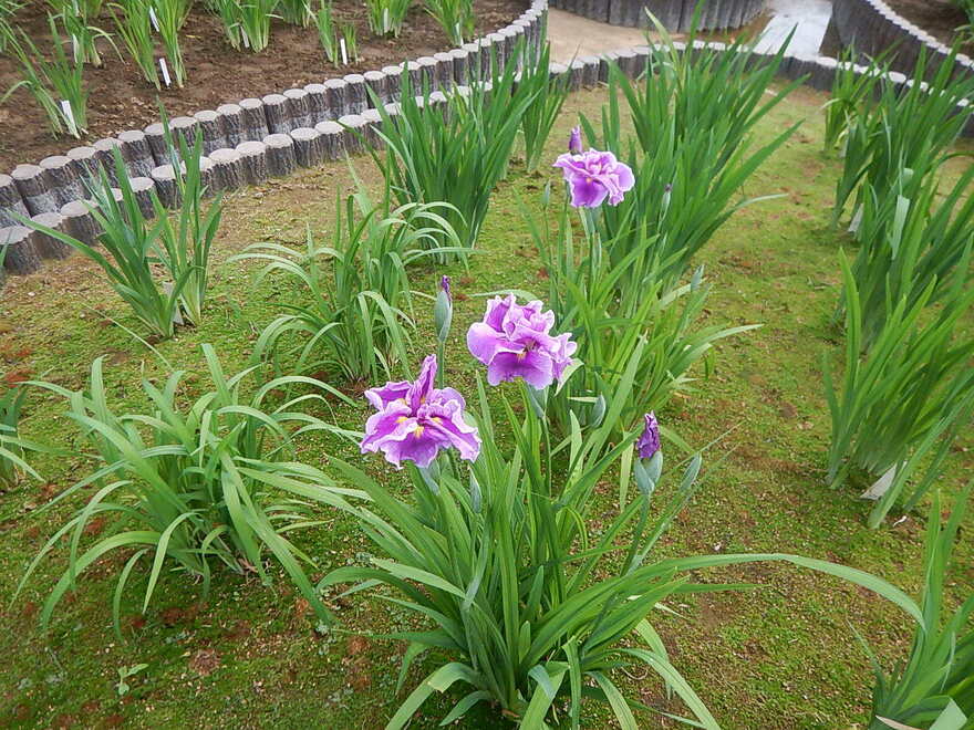 かつしか花火