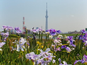 花菖蒲とスカイツリーの写真（平成26年6月撮影）