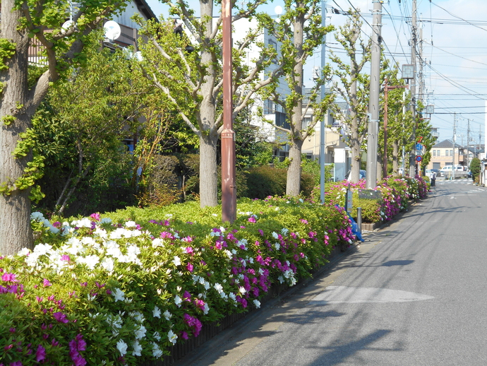 葛飾区の街路樹