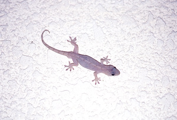 ニホンヤモリ