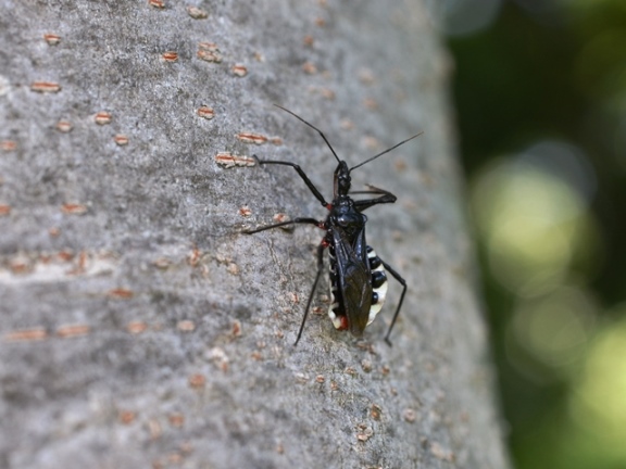 ヨコヅナサシガメ