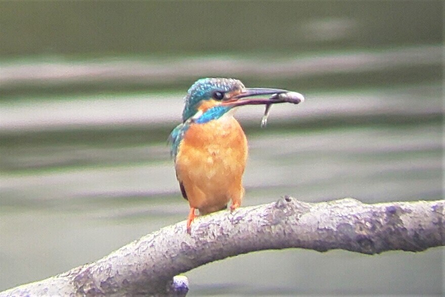 カワセミ