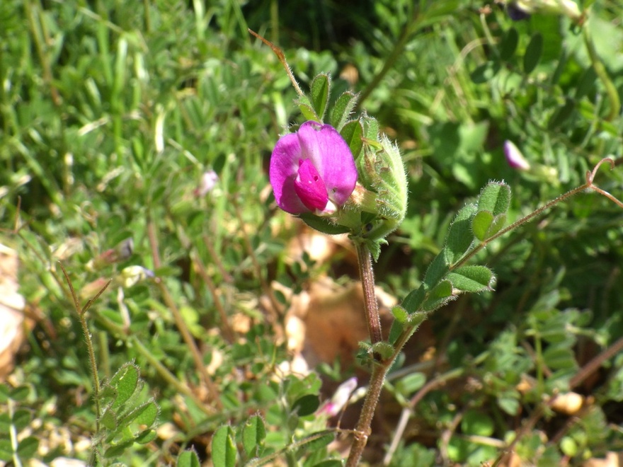 ヤハズエンドウ