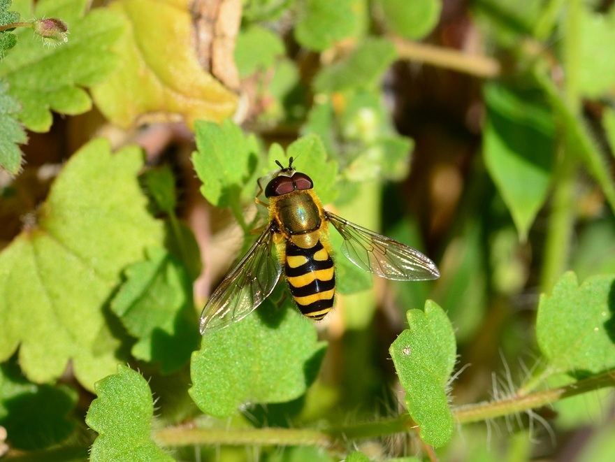 ナミホシヒラタアブ