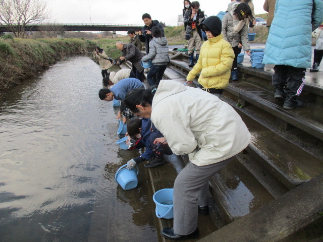 稚魚放流の様子