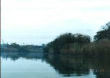 大場川中州自然植生群落の写真