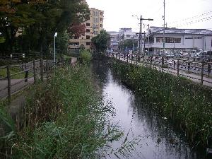 調査地（古隅田川）の写真