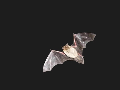 アブラコウモリ