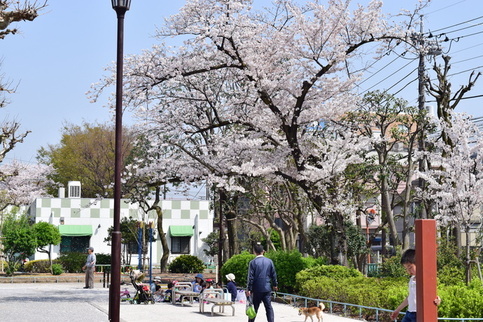 青戸平和公園の桜