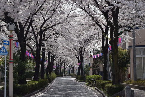 堀切四季のみちの桜