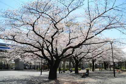 鎌倉公園の桜