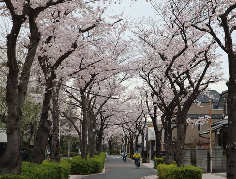 亀有さくら通りの桜