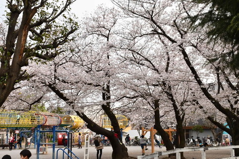 上千葉砂原公園の桜