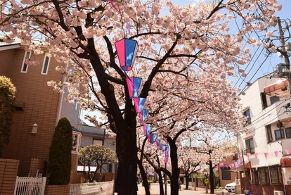 かわばたコミュニティ通りの桜