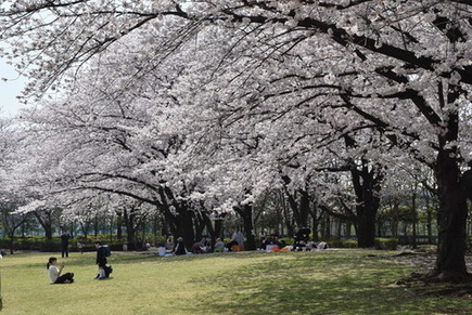小菅東スポーツ公園の桜