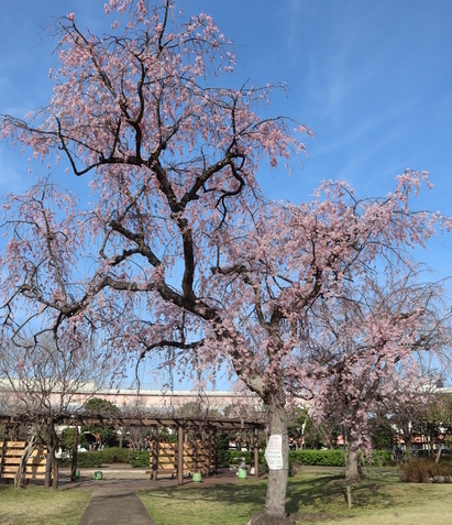 小菅西公園のシダレザクラ