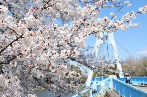 都立水元公園の桜