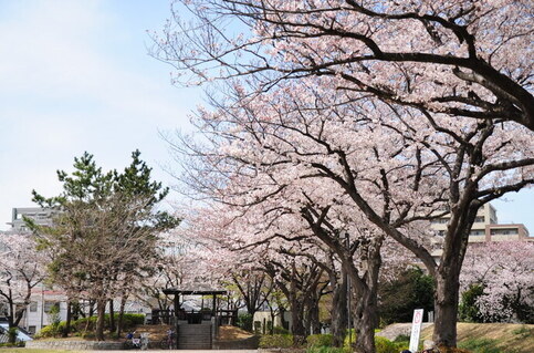 奥戸スポーツ公園の桜