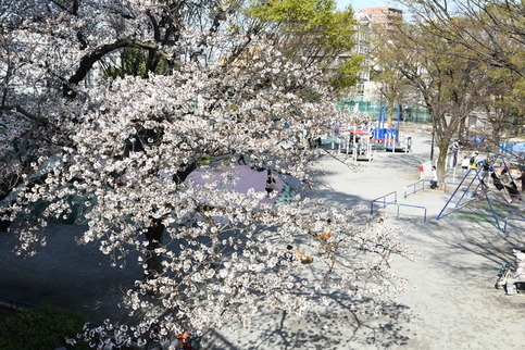 渋江公園の桜