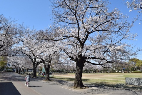 新小岩公園の桜