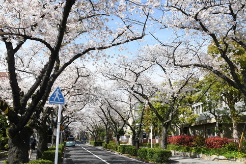 立石さくら通りの桜