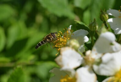 クロヒラタアブ