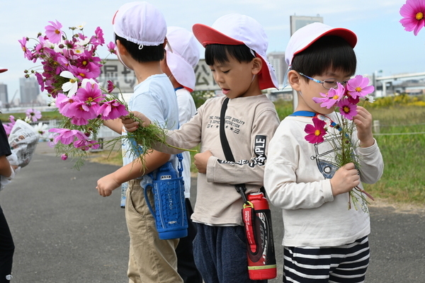 コスモス花摘みの画像