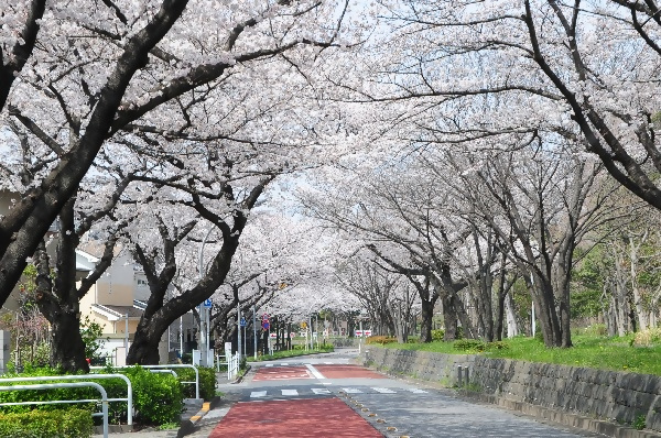 水元さくら堤の桜