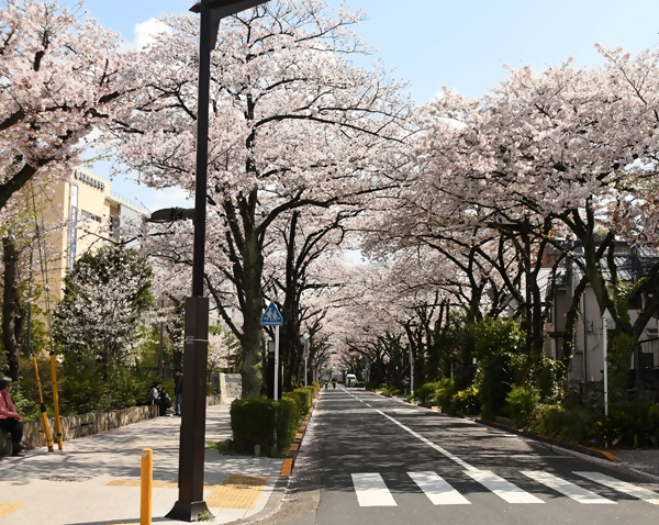 立石さくら通りの桜