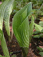 オオバギボウシの写真