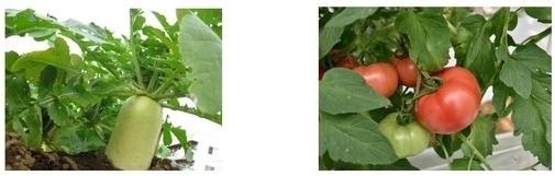 葛飾元気野菜