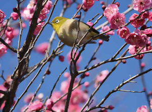 梅の花とメジロ1