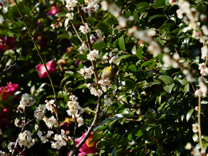 梅の花とメジロ2