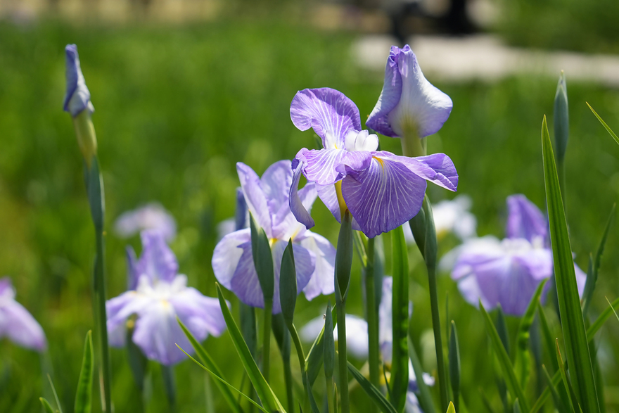写真:ショウブの花