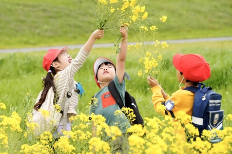 菜の花花摘みの様子