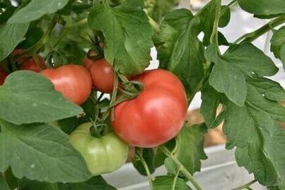 葛飾元気野菜1