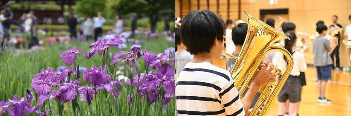 菖蒲の写真