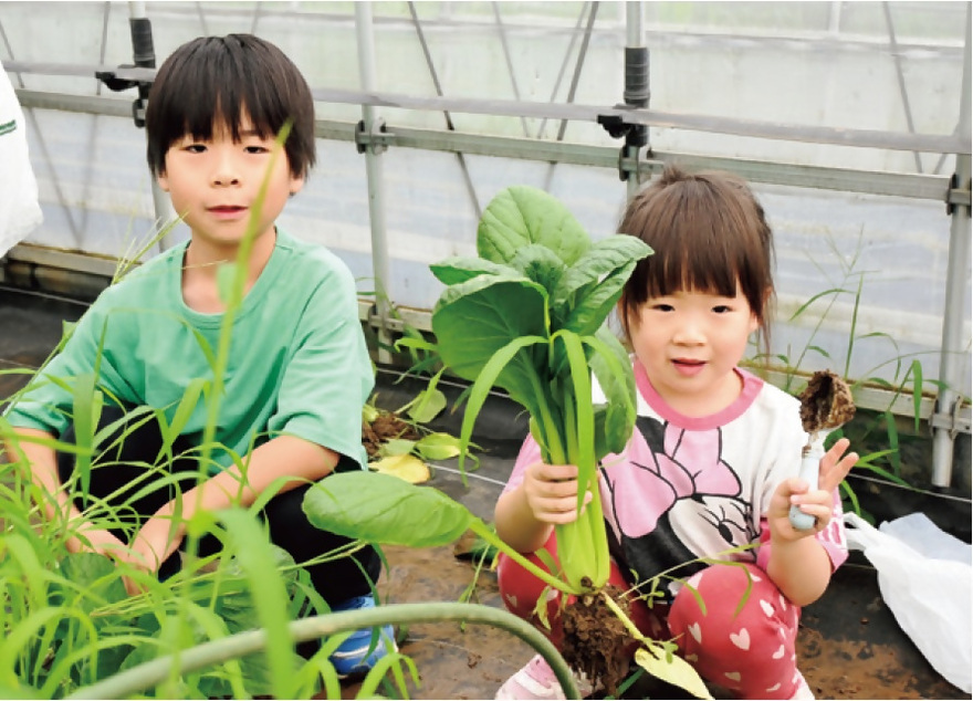 小松菜を収穫する子どもたちの写真
